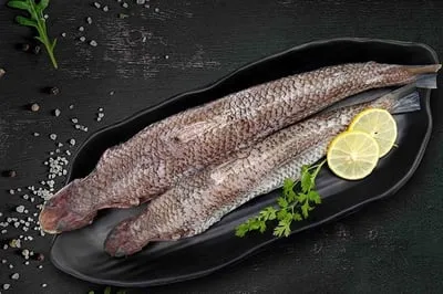 Lizard Fish / Macarona / Kada Varaal