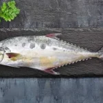 Queen Fish / سمك البسار / Leather Skin Fish